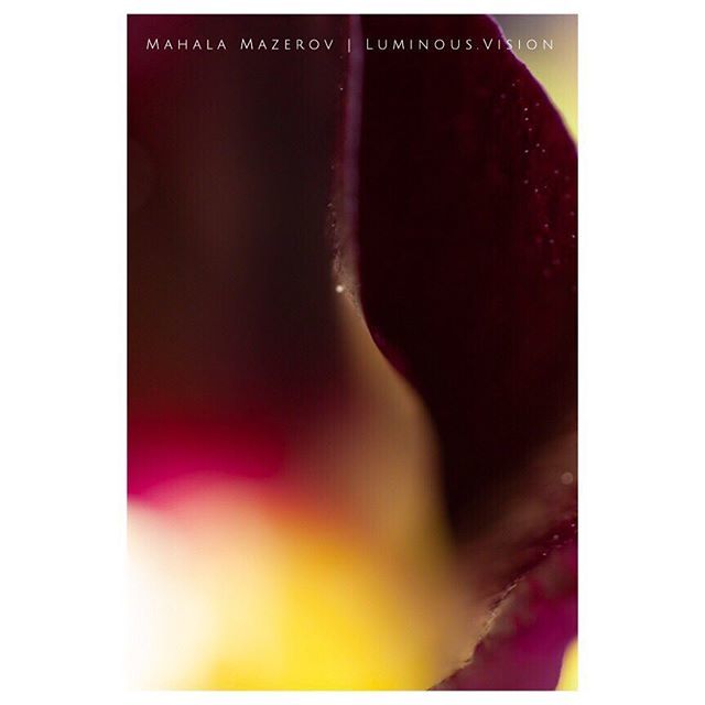 Luminous.Vision.
From the series, Lay Your Body Down
.
.
.
#inthegarden #fineartphotographer #hollyhocks #abstract #idreaminflowers #thevisualcollective #nature_perfection #canonusa #thedreaminglens ⠀⠀⠀⠀⠀⠀⠀⠀⠀ ift.tt/2Q1ziGz