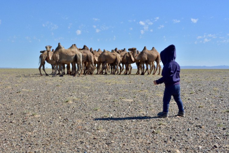Mongolians learn how to herd from a young age.