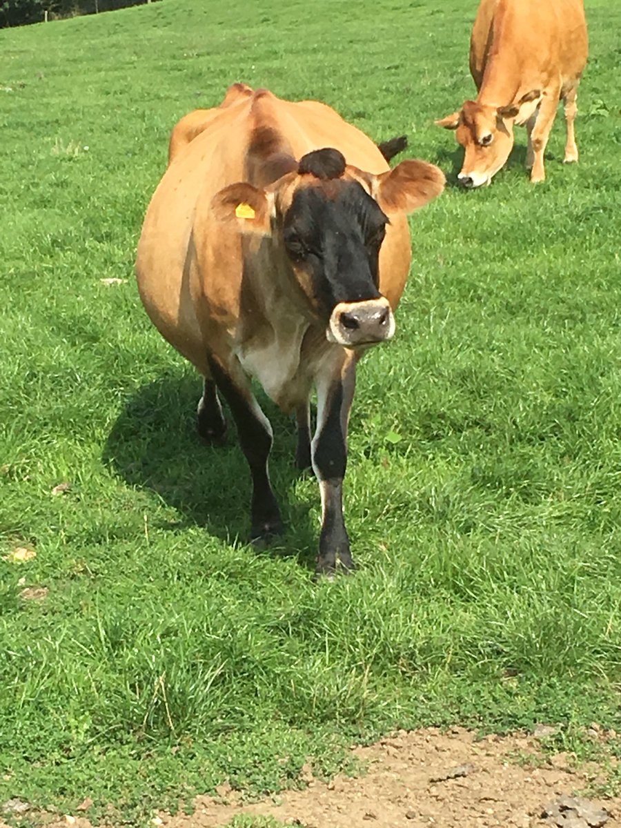 PHalliday_LTD's tweet photo. These wonderful animals produce this lovely raw milk on Colletts Farm in Wormingford Colchester and you won’t put a nicer milk on your cereals the game made butter and pies are lovely too. https://t.co/DjhV2k8o1G