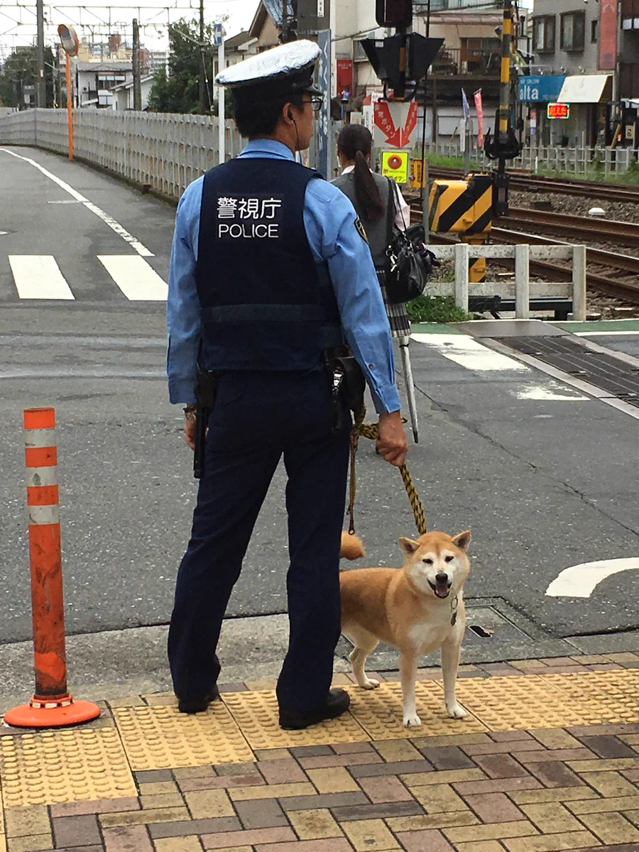 こんなに可愛い警察犬いるのww仕事できなくても許すわww
