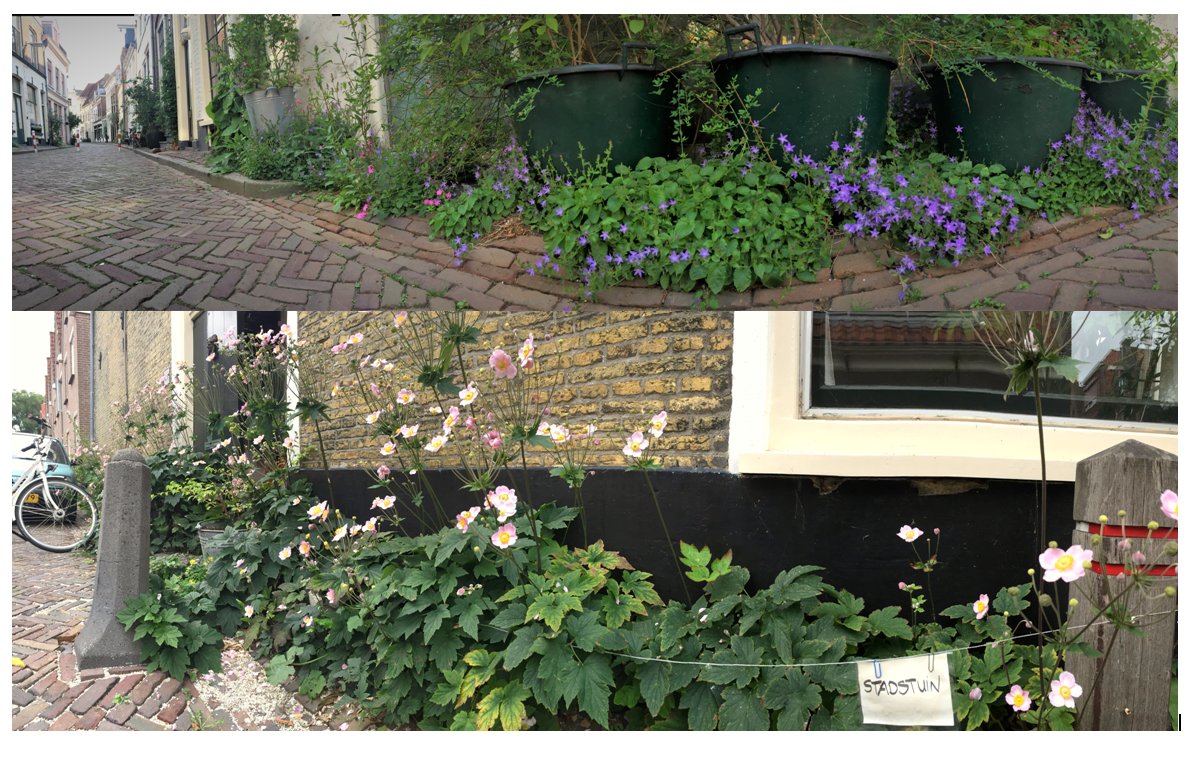 Stadsplanten 'veroveren &amp; vertoveren' de straat. En bewoners dragen daaraan bij! <a href="/gewildgroei/">gewildgroei</a> @VitaleGroenStad