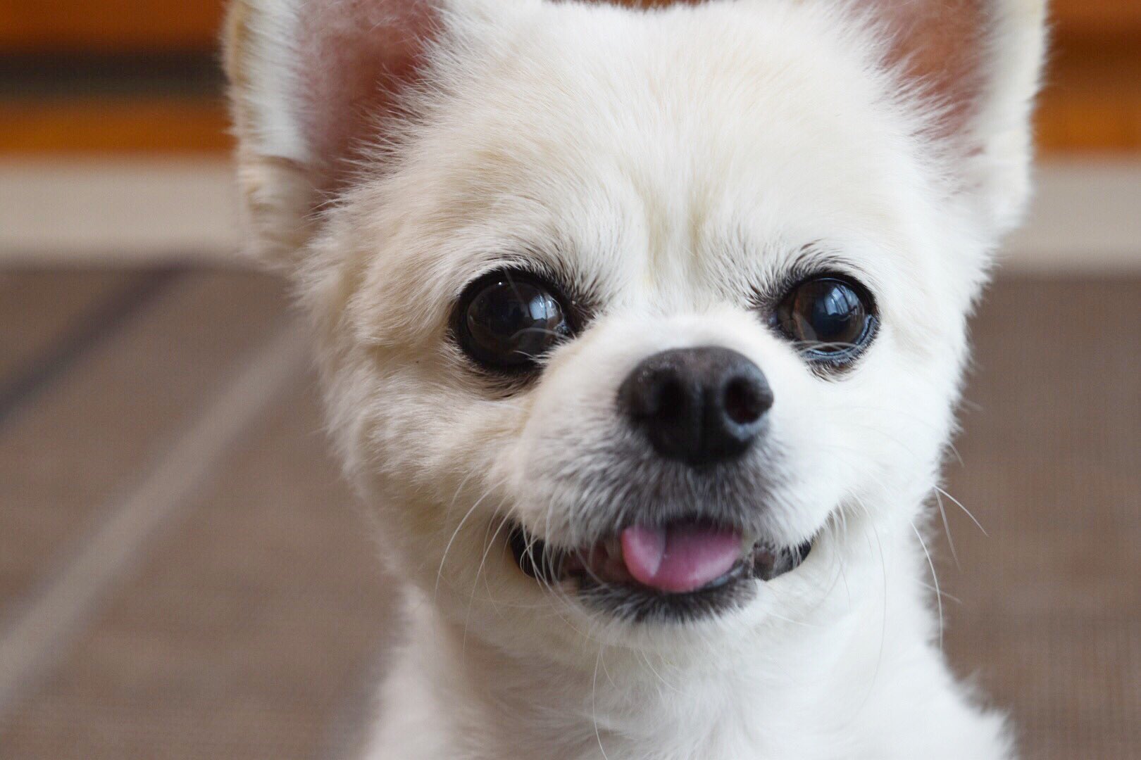 Coo Channel Youtube トコトン掘り下げ隊 生き物にサンキュー 一部の地域を除く 2時間spなのに 番組表が1時間となってるって 問い合わせ頂きました 番組表が1時間となってる方は くーちゃん出演しません 遅れて放送されるらしい