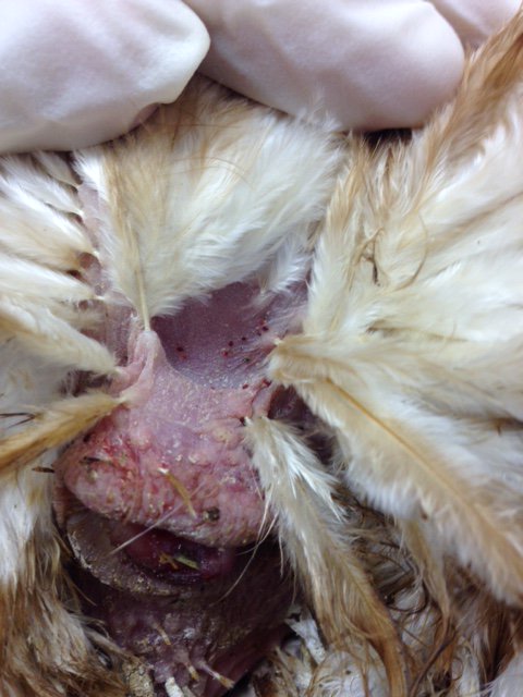 The Chicken Vet tweet media