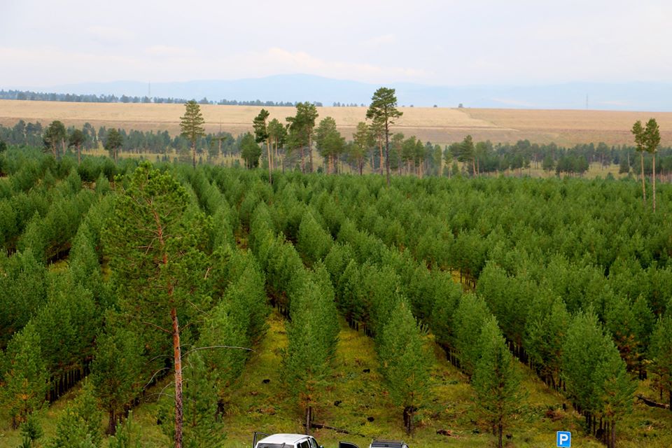 Хүмүүсийн буруугаар Тужийн нарсны 70 орчим хувь нь устаад байсныг 2001 оноос эхлэн Улсын болон орон нутгийн хөрөнгө оруулалт, ОУБ-ын туслалцаатайгаар 10088,65 га ой нөхөн сэргээгдсэн байна.