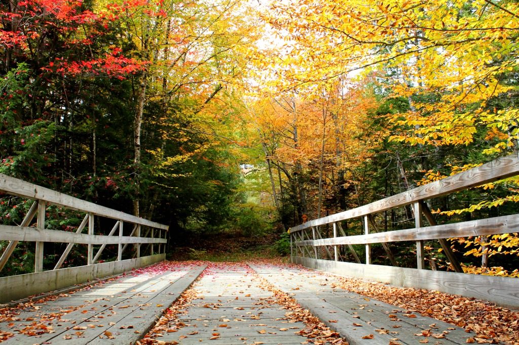 RT : Read on for 19 of the BEST FALL ACTIVITIES in New England  wp.me/p70fh8-17 via @italiane_jamie #travel #TBIN #thingstodoinNewEngland #fall #fallinNewEngland #NewEnglandtravel #VisitNewEngland