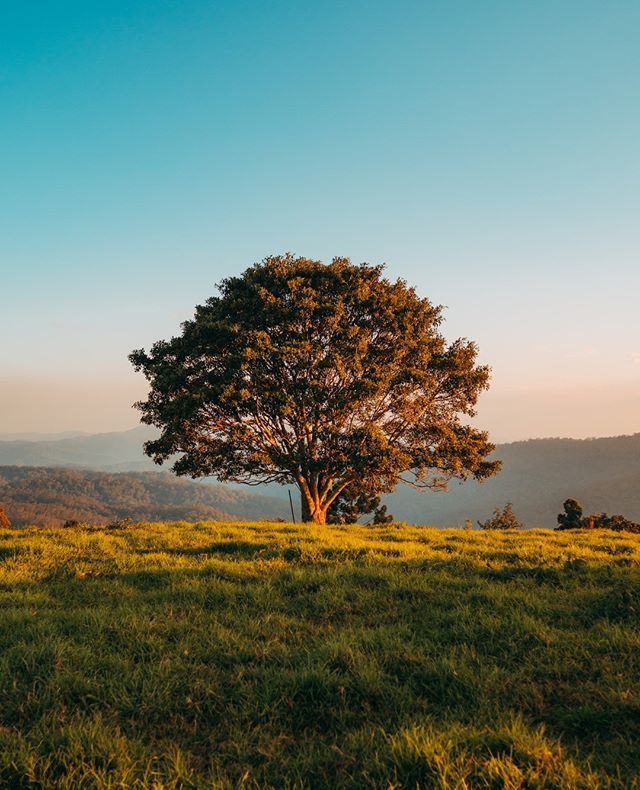 XpressTour's tweet image. Everyone has to do at least one photo of single tree on the hill. That's the rule. You cannot be a photographer without this in your portfolio :)
.
#singletree #treehill #greenhill #thisisqueensland #discoverqueensland #queensland_captures #visitqueensla… ift.tt/2ChCfQB