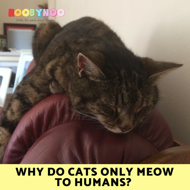 HoobynooWorld's tweet image. Harry even talks to us saying things like 'Hello' and 'Alright' and 'Food' I tell you no lie her meows come out as words clear as day. Why cat's meow to humans when they don't to any other creature. 
buff.ly/2Q43dxS
#catblog  #catownerneedtoknow #petquestions 
#catlife