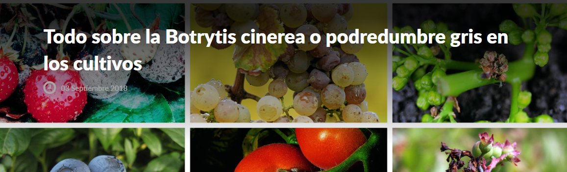 AMICH_Chile's tweet photo. Conociendo a #Botrytiscinerea. 
Artículo muy didáctico y educativo sobre este  patógeno , uno de los ppales #problemas #fitosanitarios de nuestro país
https://t.co/JWBFOOjXjN
@EvelynSilvaMor2 @diagnofruit @PortalFruticola https://t.co/fr1NFRQcTe