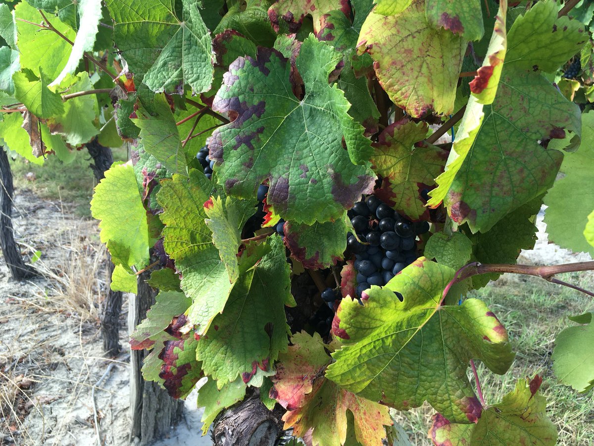 Aude_Colette's tweet photo. Journée visite de la parcelle vigne @SumiAgroFrance en partenariat @vignevinfrance . @edenresearch et @InfoPromete sont également présents. #seipro #biostimulant #biocontrole https://t.co/FbMCdNHUtp
