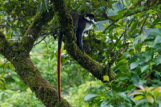 Red- tailed monkey spotted in the Impenetrable!

#PrimateLovers #PrimateSafari #Uganda #BwindiForest #BwindiImpenetrable #MountainGorilla #RedtailedMoney #BlackandWhiteColobus #LhoestMonkeys #BlueMonkeys