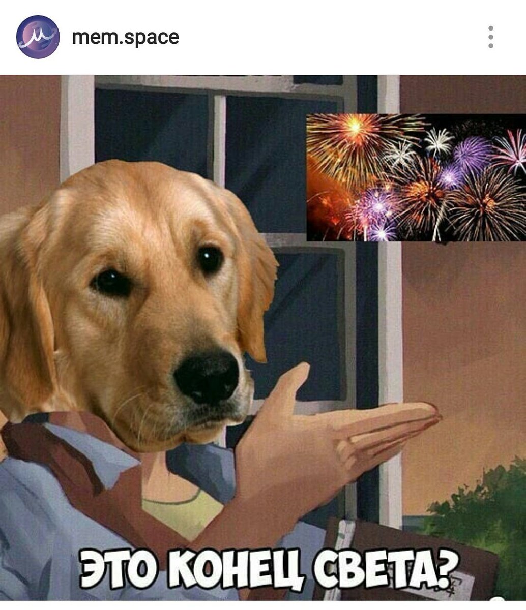 mem_space's tweet image. #memspace#мем#мемы#меми#смешно#ор#лол#Memes
Пёсо-жиза