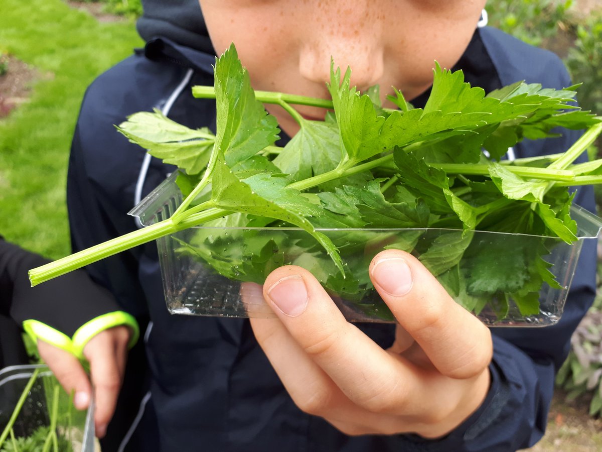InBredius's tweet photo. Dat wordt een lekker soepje met verse groente en kruiden van de moestuin van @brediuspark onder begeleiding van Marita van #blaadjesendraadjes! #allegroentenindesoep dankzij @groendoetgoed van @ProvUtrecht https://t.co/nAQdbBv8YQ