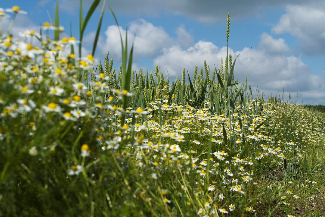 Duurzaamheid van koe tot pak #duurzamedinsdag 
- Wij ondersteunen kleine ondernemers in ontwikkelingslanden via micro krediet van Novib. 
- Wij gebruiken groene stroom voor de productie van onze producten.
- Onze verpakkingen zijn klimaatneutraal.
