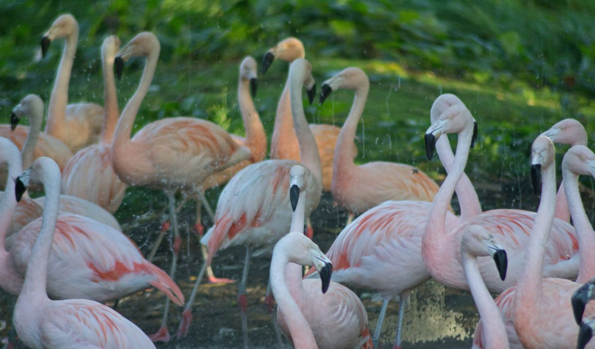 WelshMountainZo's tweet photo. Visit the Welsh Mountain Zoo today. We've got special talks on Meerkats and Flamingos taking place at 1.30pm and 2pm.
#Meerkats #Flamingos #ZooKepperTaks #AskTheKeeper #InsidersKnowledge #WelshMountainZoo #Zoo https://t.co/O1Iznm8Tc6