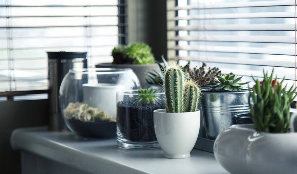 Succulents and cacti are great choices for those who lead a busy lifestyle and aren't always around to keep their plants fed and watered. They're a great low-maintenance option for adding a little life to the room and work great to compliment green hues in your decor.