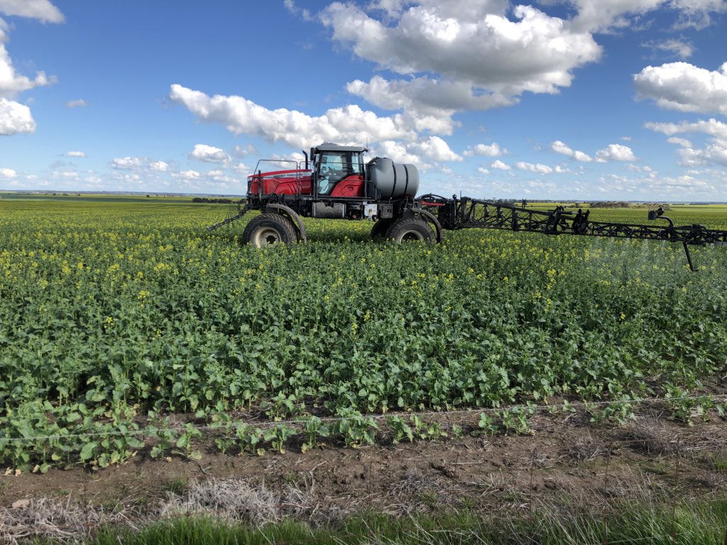 <a href="/GorstRural/">Gorst Rural</a> Big canola fungicide trial on the go.. Cheers <a href="/JHigg37/">Jim Higgins</a> awesome job comparing Aviator, Miravis, Veritas &amp; Prosaro on Wahoo.. Massive potential here
