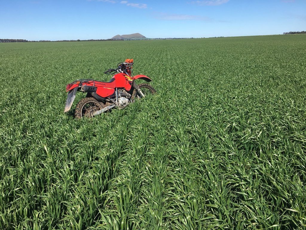 Willy Mercer tweet media