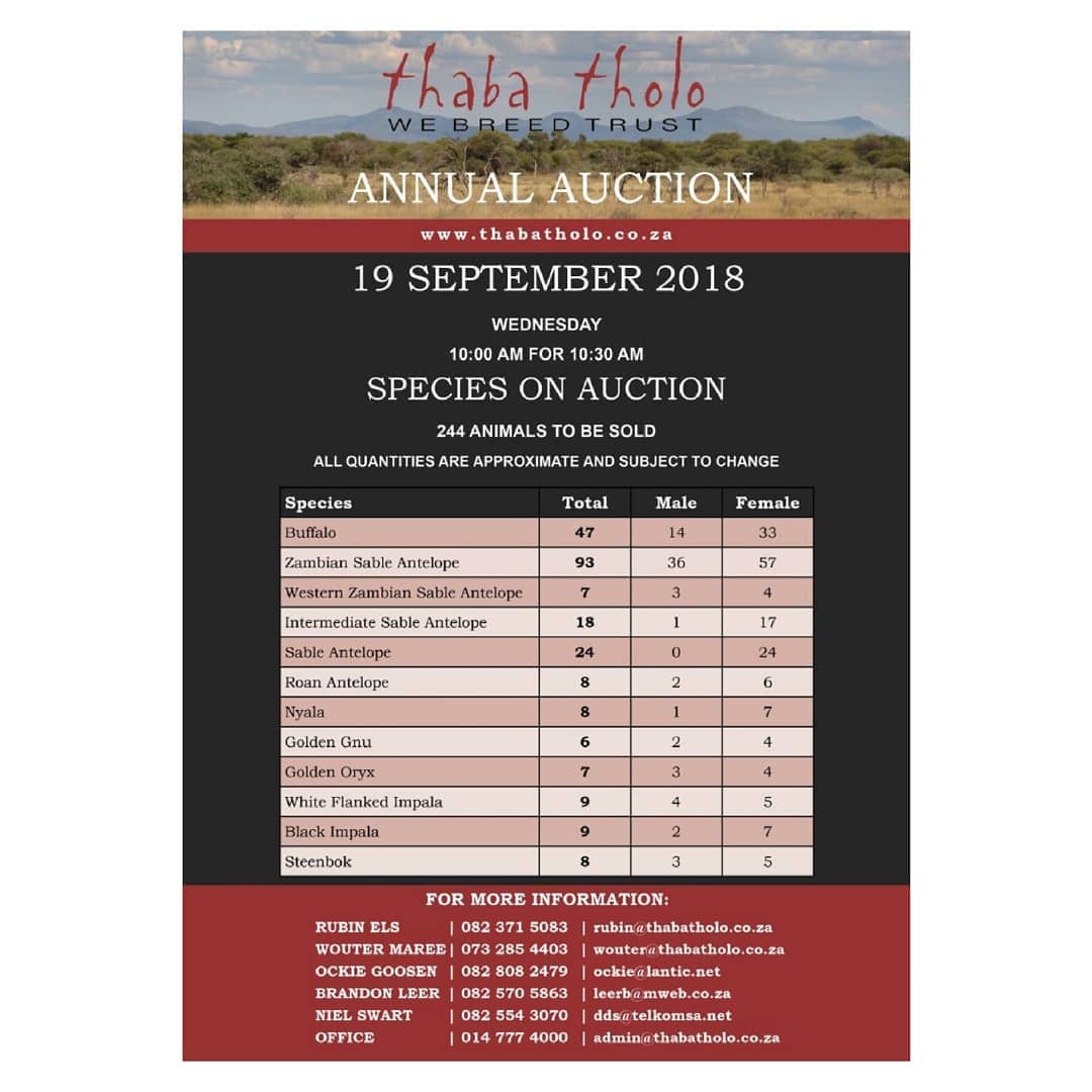 thabatholo's tweet photo. 244 Animals on auction, Wednesday 19 September.
This event is not to be missed!
To see all of the animals available on auction please visit https://t.co/rg0WdsmSgq
#thabatholo #tt2018 #wildlife #auction #gamebreeders #genetics #gamebreeding #gamebred #wildveiling #wildboer https://t.co/d97tvXOsxF