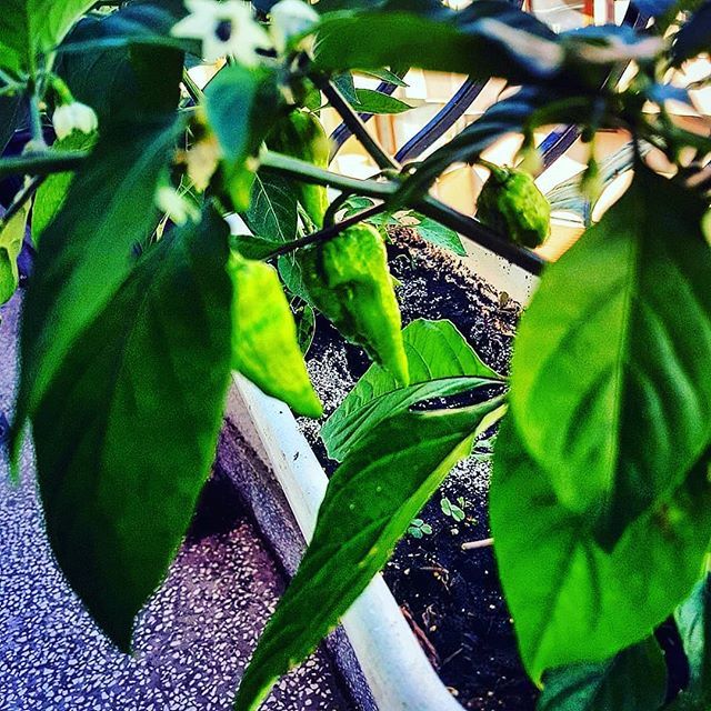 markwaterhouse1's tweet photo. #komododragon https://t.co/ZJRTgKGVDH https://t.co/yurQn3N7tn