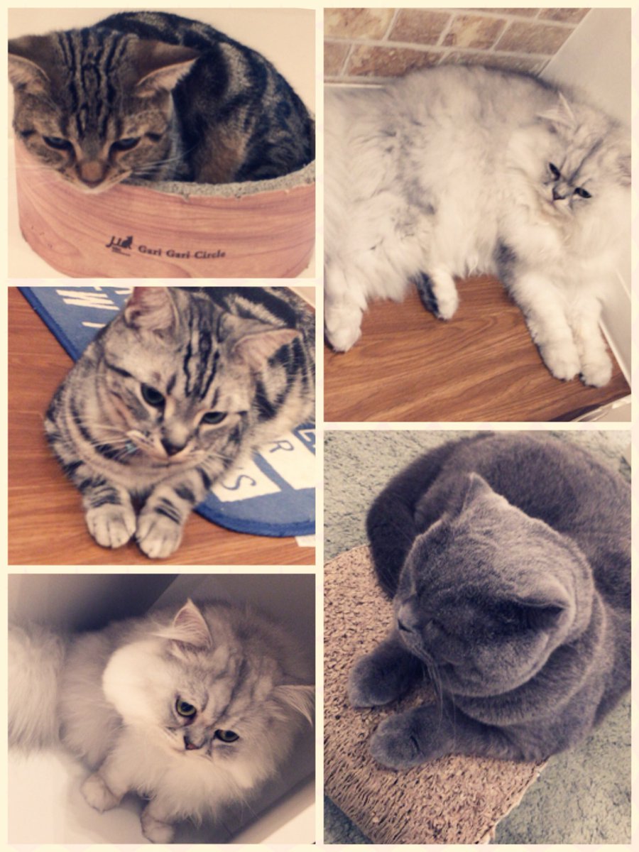 ねこかへア゛ァ♡♡♡♡🐱🐾 