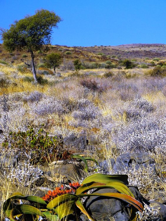 ilovenamibia_'s tweet photo. Welwitschia desert plants of Namibia... Beautiful #iLoveNamibia
Source: https://t.co/KkROyOj7aj https://t.co/HcRmzcHYup