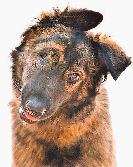 adoptaunavidaMD's tweet photo. Hoy toca intentar lo que parece imposible, una adopción especial.

💘ELEVEN está a punto de cumplir su primer año de vida y lo hará sin hogar y sin familia.. Su carácter es más espectacular todavía que su belleza. Su única condena, es haber nacido ciega. 

💌Adoptaotros@live.com https://t.co/EF647RwvBR