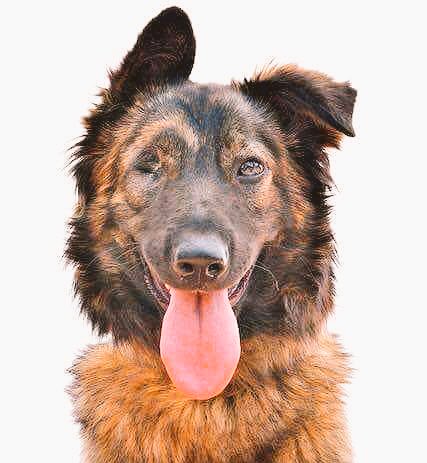 adoptaunavidaMD's tweet photo. Hoy toca intentar lo que parece imposible, una adopción especial.

💘ELEVEN está a punto de cumplir su primer año de vida y lo hará sin hogar y sin familia.. Su carácter es más espectacular todavía que su belleza. Su única condena, es haber nacido ciega. 

💌Adoptaotros@live.com https://t.co/EF647RwvBR