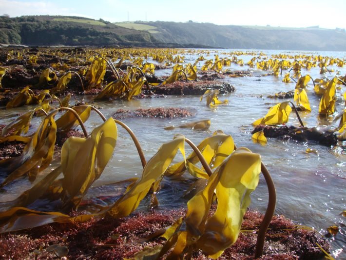 GEFBFP's tweet photo. Kelp forstes respond to continued ocean warming.
https://t.co/ddcsereGH5
@PlymUni @JEcology
#kelpforests #BlueForests #BlueForestsProject #BlueCarbon #climatechange #ocean #UK #Atlantic https://t.co/2qLG1t29ID