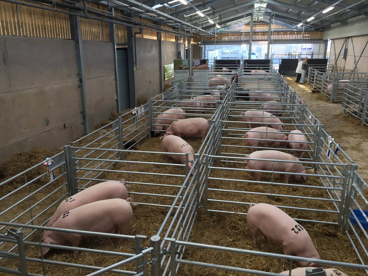 British Lop Pig tweet media