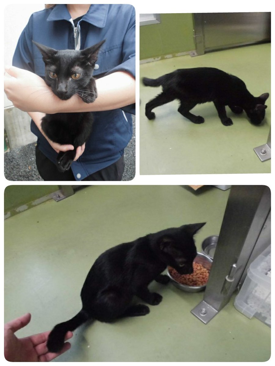 香川県民 犬猫殺処分問題に無関心すぎ Ar Twitter 香川県 H30 9 4 丸亀市 中府町蓮池公園で保護された 黒色オスの雑種猫 約４ヶ月齢前後 首輪なし 未去勢 人慣れしているのが特徴の迷い猫が 香川県中讃保健所に収容されました Https T Co Agvhlrw8ag