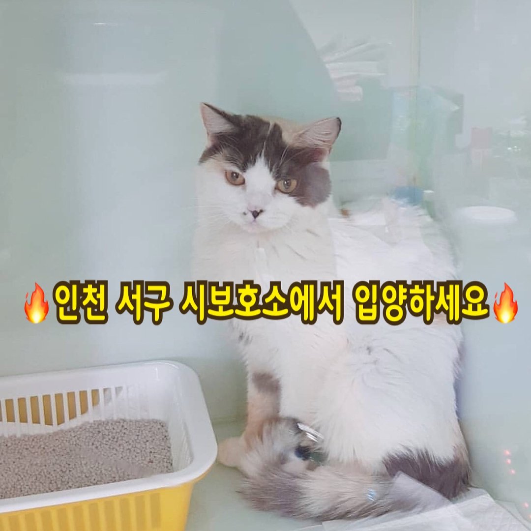 thegreen_cats's tweet photo. RT🙏) 고양이 입양을 생각하시는 분들, 이 아이를 보아주세요!

인천 서구 시보호소에 있는, 공원을 헤매다 발견된 동글동글한 아이.
불과 얼마전까지 누군가의 반려묘였을텐데, 지금은 보호소 한 구석에서 삶의 기회를 기다리고 있습니다.
힘든 길 생활을 버텨온 아이, 사랑스러운 아이입니다. https://t.co/pb4EYmVb6v