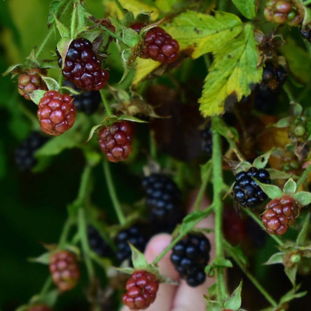 the_moggest's tweet photo. Late Summer Family Foraging https://t.co/DtIA640m4l https://t.co/5KIKZK7x69