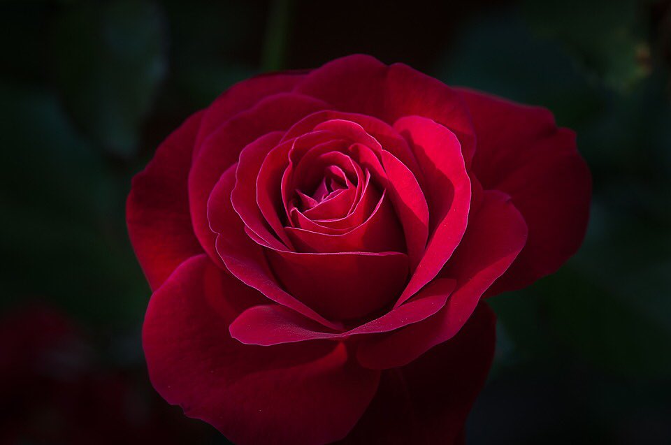 Hatred paralyzes life, love releases it. Hate confuses life; love harmonizes it. Hatred darkens life; love illuminates it. 

~Martin Luther king, Jr.~