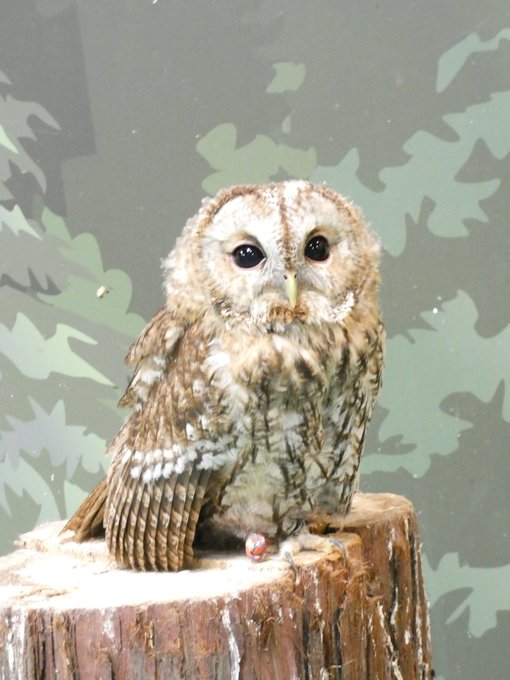 フクロウさんのtwitterイラスト検索結果 古い順 フクロウさんのtwitterイラスト検索結果 古い順