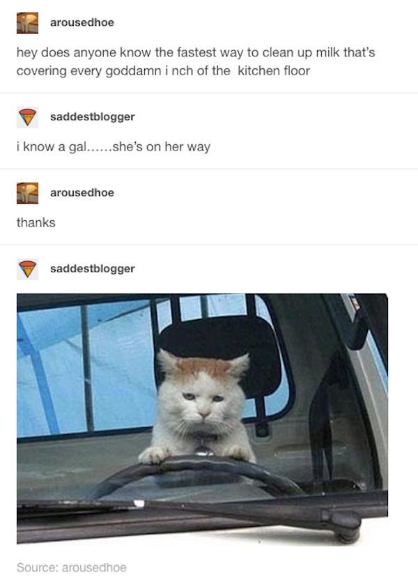 The Dailymoss On My Way Cat Funny The Dailymoss On My Way Cat Funny