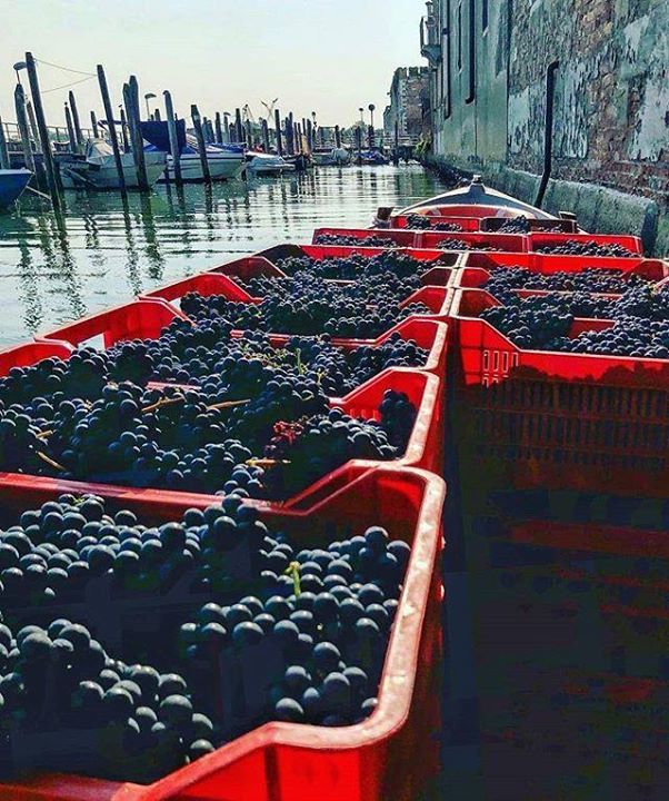 Settembre... tempo di vendemmia, anche a #Venezia! Grazie <a href="/crlmion/">Carlo Mion</a> per mostrarci sempre luoghi, persone e storie di Venezia, mai scontate. #venice #igersvenezia #igersveneto #igetsitalia #visitveneto #vendemmia #veneziaunica #venicecanals #venicelife #wh… ift.tt/2oESKfS