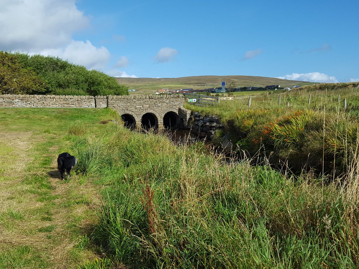 Hjetlandi's tweet photo. Up the #Hoswick burn to Swinister - the "Millenium Wood" trees are thriving, but not very tall after 18 years - probably never will be in #Shetland with the salt-laden air when the wind gets up. @PromoteShetland @VisitScotland https://t.co/Fh9u7qqepT