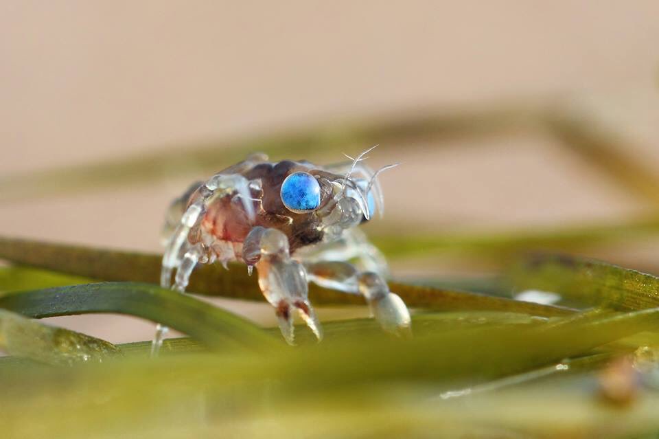 For #NationalWildlifeDay we wanted to share with you some images taken by our fantastic Photographer in Residence at St Cyrus NNR Pauline Smith! Pauline enjoys macro photography and invertebrates as you can see in this photo of a tiny larval crab on seagrass.
#macrophotography