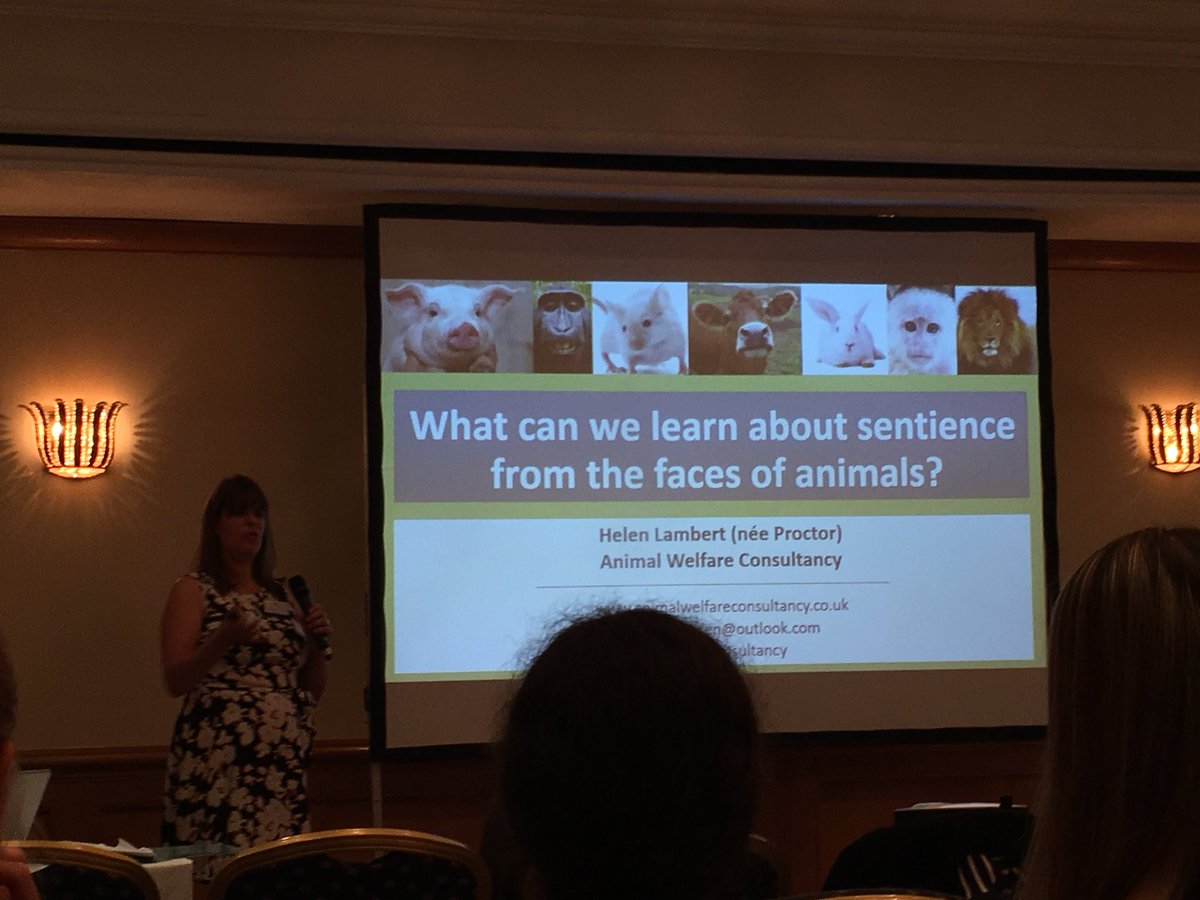 Naomi_D_Harvey's tweet photo. Now hearing from Helen Lambert @AW_consultancy about what we can learn about sentience from animal faces #AWRN18AM https://t.co/iaFOdyeepM