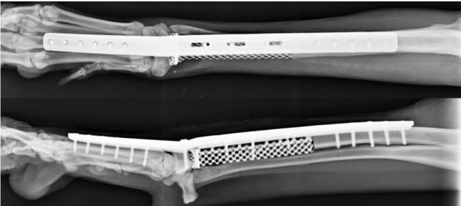 biosurgex's tweet photo. Thrilled to be at the 5th World Veterinary Orthopaedic Congress in Barcelona, Spain next week. Come visit us at booth #48 to see our unique polyaxial locking plates, the original porous titanium TTA used in more than 8,000 cases to date and our custom solutions.
#ESVOT #WVOC https://t.co/bKWH1PRipA