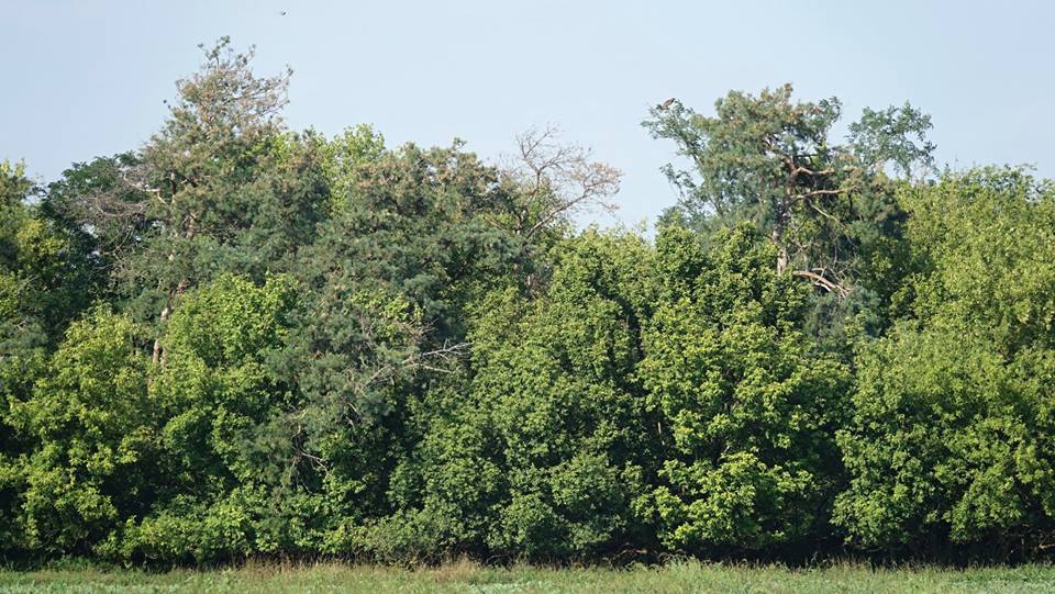 Can you spot the #ImperialEagle? #birdwatching