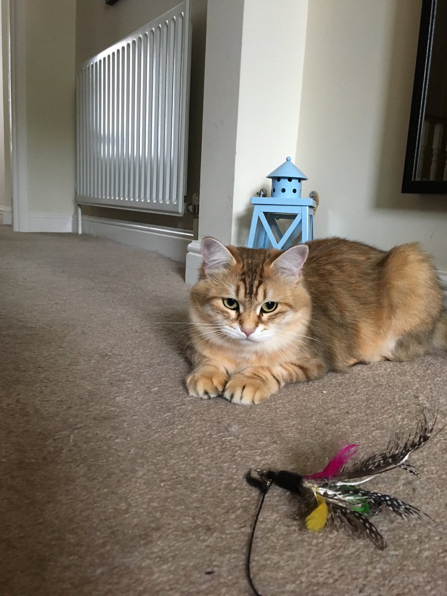 Kittycatcare_'s tweet photo. Maya is fired up to play on #tunatuesday....while Luna’s exhausted from watching her sisfur play😹❤️🐾 #CatsOfTwitter #Cat #cats #petsitting #ilovecats #pets https://t.co/iq3ipF9y82