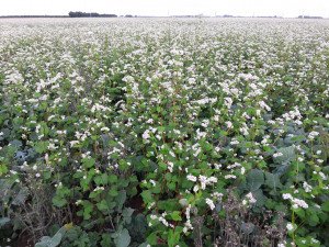 TerrAvenirHN's tweet photo. Un semis pour deux récoltes avec l’association Colza+Sarrasin. Tester depuis 2 ans par des agriculteurs innovants, elle permet une double récolte pour un même semis, une réduction des IFT et une amélioration de la marge économique. 
https://t.co/SeD9Fk5WyL https://t.co/MtMLhzFVoU