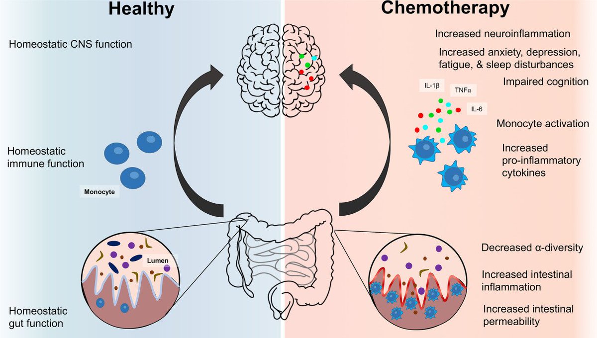 Gut microbiota‐immune‐brain interactions in chemotherapy‐associated behavioral comorbidities onlinelibrary.wiley.com/doi/full/10.10… <a href="/OSUWexMed/">The Ohio State University Wexner Medical Center</a> <a href="/MTB_NCH/">Michael Bailey</a> @PyterLab_OSU