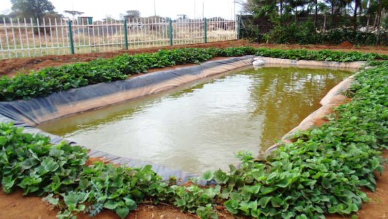 Let's Talk Agric on X: Fish Pond Construction: Simple Step