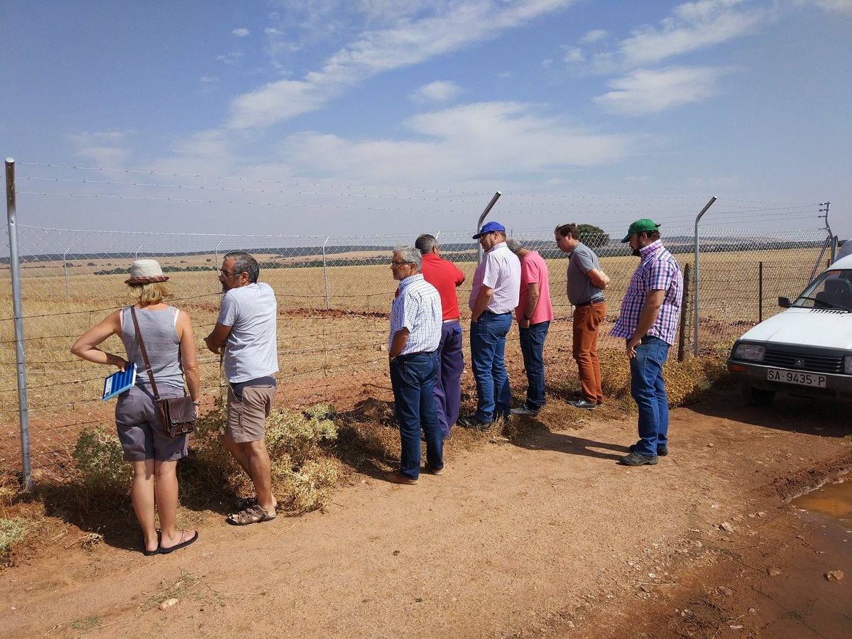 UEX, IRNASA and Volterra meet in Muñovela to see progress for #liferegenerate project. All fencing was completed and the Morucha cows started to get used to it. Finally 2 water tanks were purchased for drink water supply in paddocks.