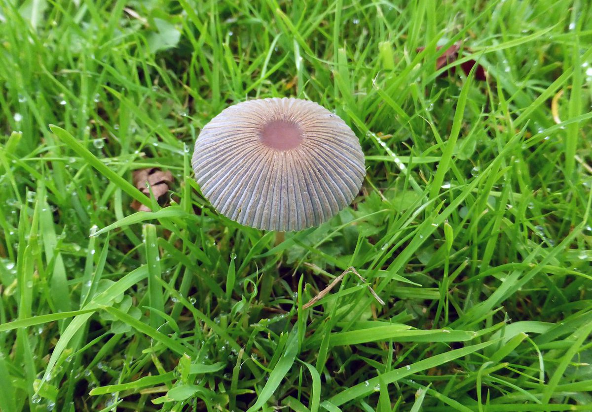 Jim Beattie (@jazz_beat) on Twitter photo Hope the identification is correct - Pleated Inkcap, Sulphur Tuft and Honey Fungus - three fungi seen in Moor Park Preston this afternoon <a href="/BritishFungi/">BritishFungi</a> <a href="/PrestonNature/">Preston Society of Birdwatching</a> <a href="/ParksInPreston/">PrestonParks</a> <a href="/Lancswildlife/">Lancashire Wildlife Trust</a> Hope the identification is correct - Pleated Inkcap, Sulphur Tuft and Honey Fungus - three fungi seen in Moor Park Preston this afternoon <a href="/BritishFungi/">BritishFungi</a> <a href="/PrestonNature/">Preston Society of Birdwatching</a> <a href="/ParksInPreston/">PrestonParks</a> <a href="/Lancswildlife/">Lancashire Wildlife Trust</a>