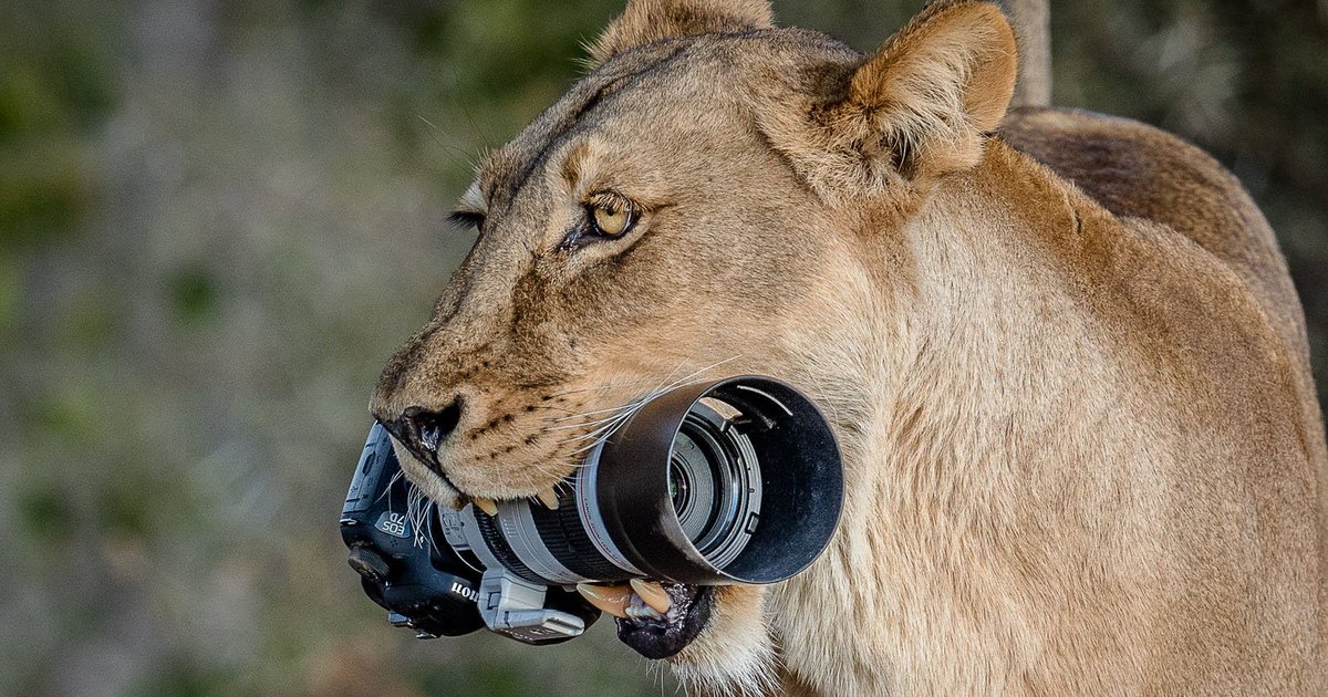 petapixel's tweet image. Lioness steals photographer's Canon DSLR and gives it to her cubs: petapixel.com/2018/09/04/lio…