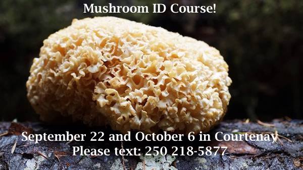 IslandMushrooms's tweet photo. Learn to identify wild edible and medicinal mushrooms on #vancouverisland FB link=>https://t.co/cHIA0DYfZY … #fungi #mycology #mushrooms #medicinalmushrooms #immunity #reishi #chaga #turkeytail #lionsmanemushooms #cancer #yqq #weareyqq #backtoschool #firstdayofschool https://t.co/OPEK5Mujli