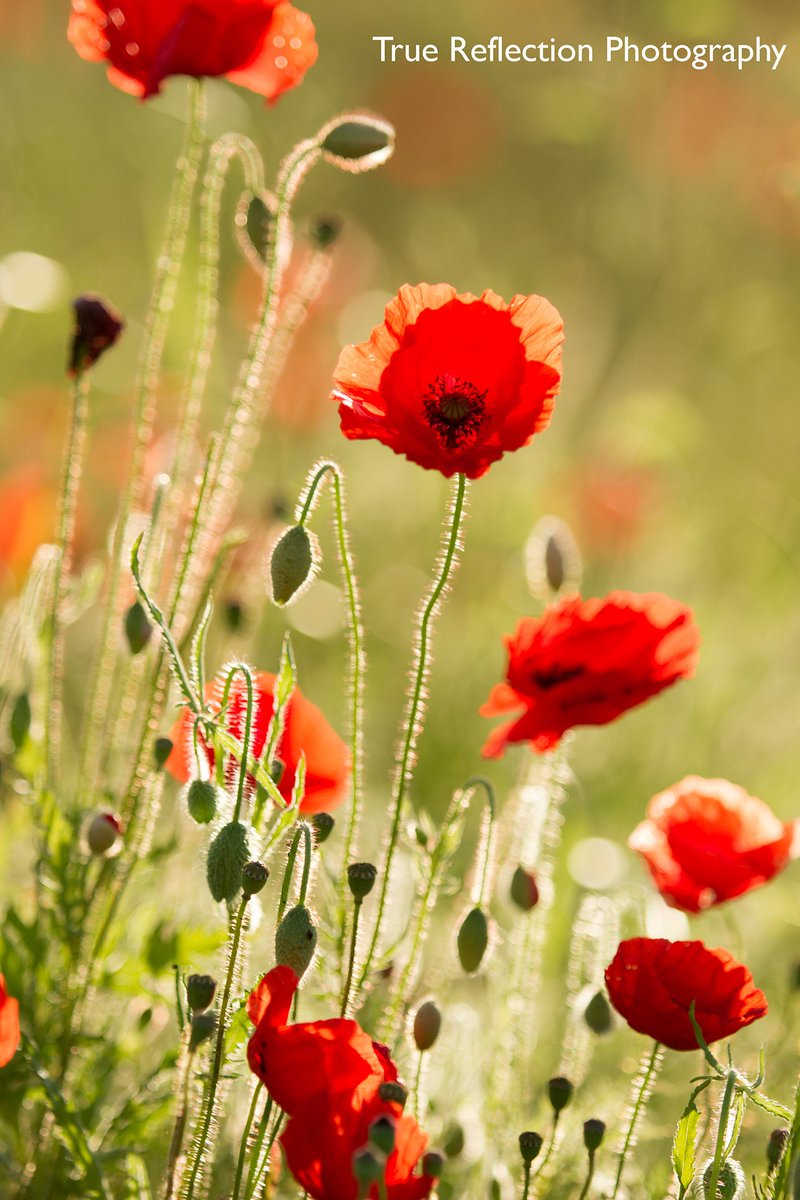 TRPICS1's tweet photo. Poppies catching the last of the summer evening breeze.....
#art #photography @ThePhotoHour https://t.co/BS4W0ZTeSr